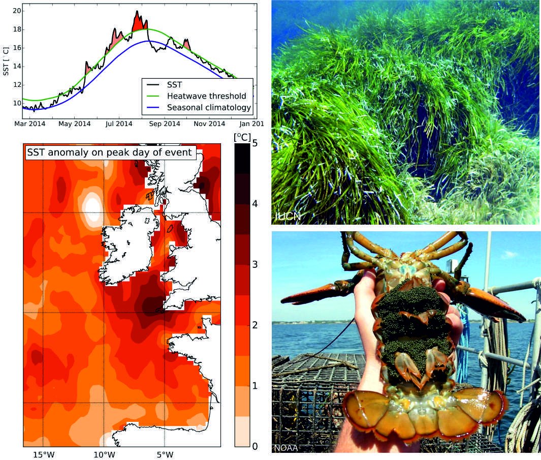 DanSmale1's tweet photo. Our new paper in @NatureComms shows that marine heatwaves have become longer and more frequent over the past century, with a 54% increase in annual heatwave days in the global ocean (1925-2016). This could impact marine ecosystems globally. https://t.co/3PGcV1K0YP https://t.co/D0yLratQg6