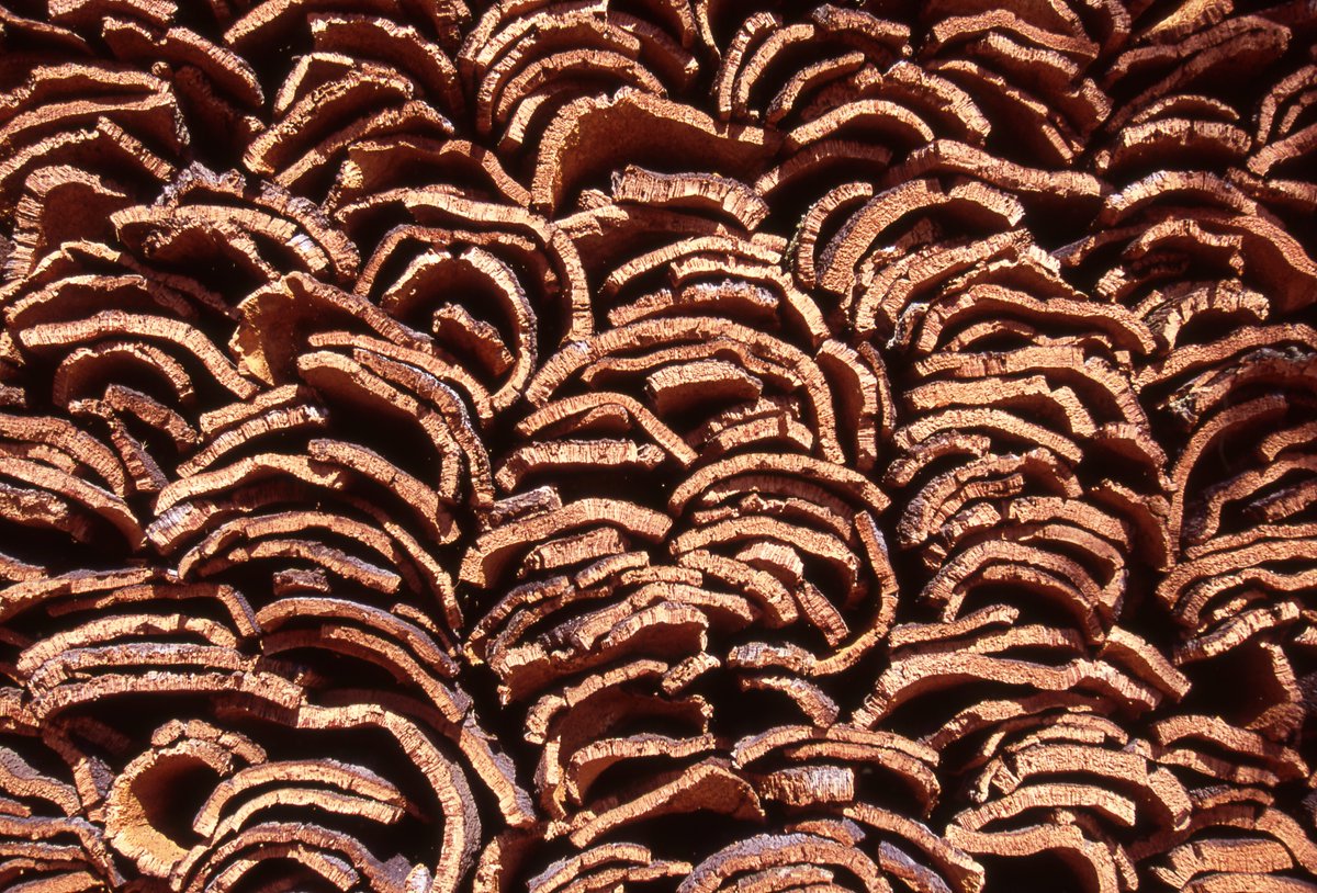100PercentCork's tweet photo. One ton of cork planks can produce around 67,000 cork stoppers! #CorkFacts
https://t.co/QrCX6PZgXs https://t.co/QCrc0KIDEZ