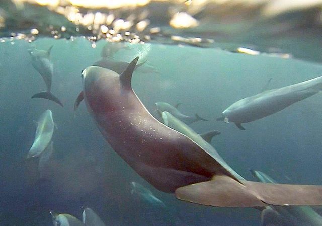animalocean's tweet photo. Riding with dolphins.... Pan Tropical spotted dolphins, off the Wild Coast, Transkei. Just one of the cetacean species we will encounter on this years Sardine Run. Canโt wait !!! #sardinerun #animalocean #bowriding https://t.co/SMdHq8haBF https://t.co/afd6TKgovV