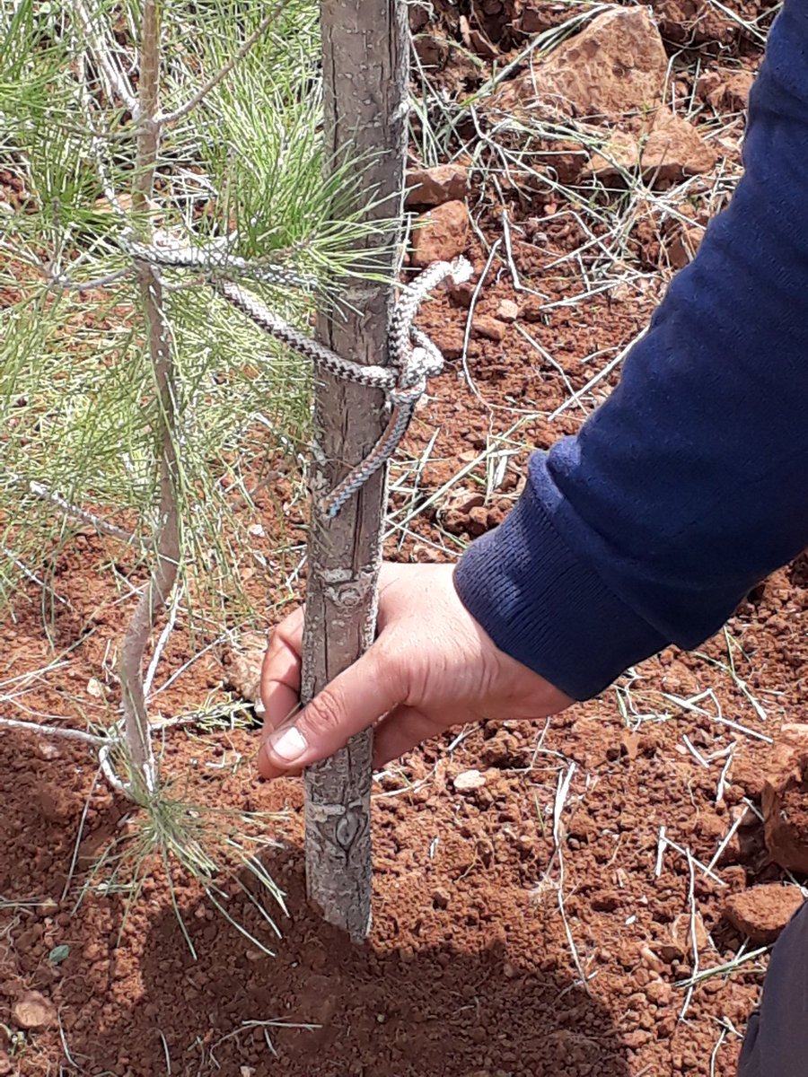 genc_cevre's tweet photo. #SaplingChallenge
küresel hedeflerden "Iklim Eylemi'ni" yerelleştirmek için Mardin'de 1 fidan dikiyorum.
Kurak kışları geride bırakmak ve temiz bir gelecekte yaşamak istiyor, size meydan okuyor ve 1 fidan dikmeye davet ediyorum!
#fidan #GlobalGoals https://t.co/8oLRJZL4Qi