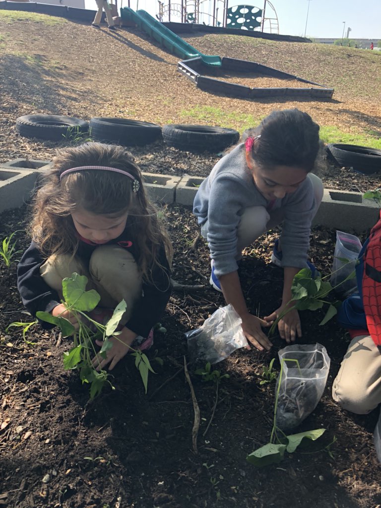 sandrigm3's tweet photo. Let’s plant our beans! Taking care of our school garden.🌸 #gardening #Kindergarten #staycommitted #BeTheChange @LegacyPCADFW https://t.co/ANatRPcgir
