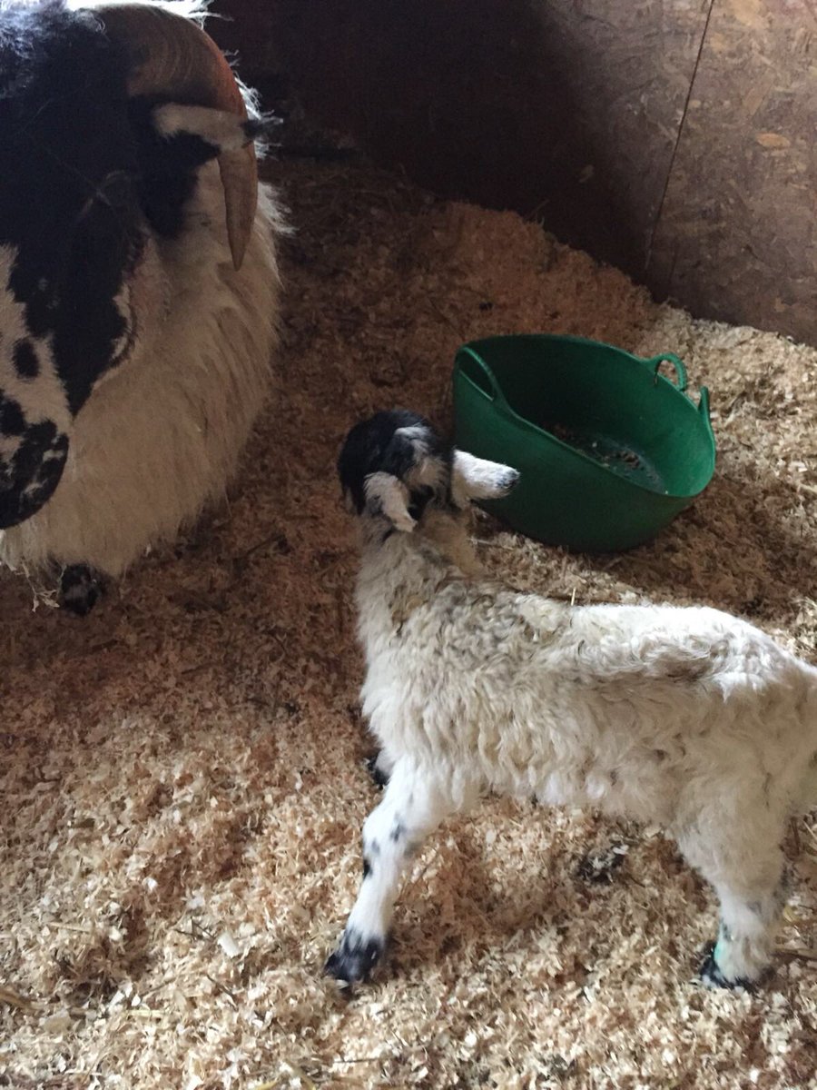kirstenhall77's tweet photo. #SpringtimeOnTheFarm. Harry (9)is very proud with his first lamb he delivered yesterday tea time. A little girl called Isla! #futurefarmer #roughfells https://t.co/UQuPLa4cTP