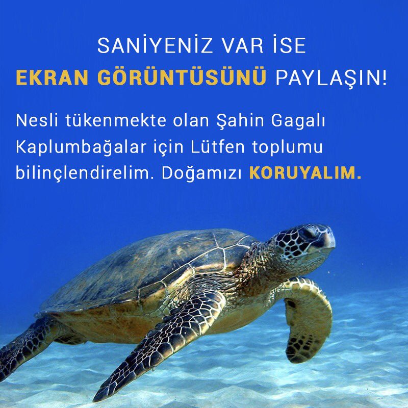 CumaliOzkaya's tweet photo. Saniyeniz var ise EKRAN GÖRÜNTÜSÜNÜ PAYLAŞIN! Nesli tükenmekte olan Şahin Gagalı Kaplumbağalar için Lütfen toplumu bilinçlendirelim. Doğamızı KORUYALIM.
...
#cumaliozkaya #hasanbasriyapim #tekirdaguzumu #eyletmenbeni #aynalar #doga #kaplumbaga #dogayıkuruyalım #denizkirliligi https://t.co/SAvYsZuu8i