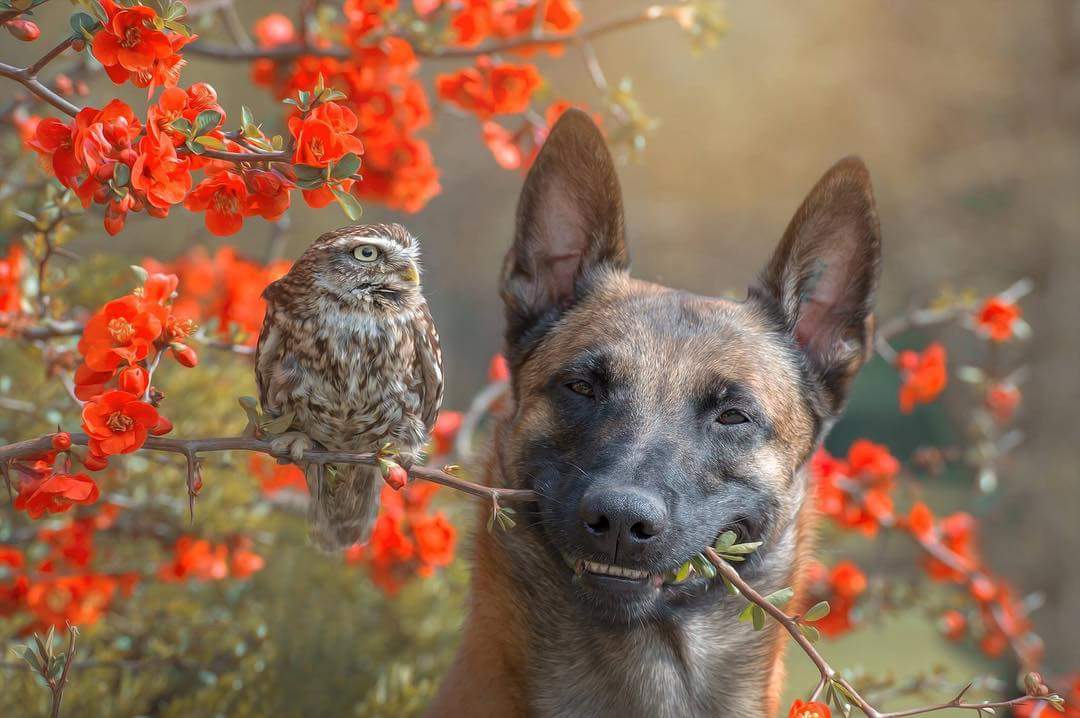 aletssoyyo's tweet photo. Conozcan a Ingo y a su mejor amigo Poldi, el búho.

Créditos: Tierfotografie Tanja Brandt https://t.co/bZ2um7CLZG