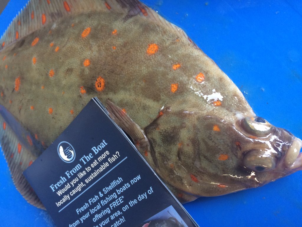 FreshFromBoat's tweet photo. Some beautiful fish starting to show this week! Thursday at @TuppennyBarn I’m hopeful for some beautiful Brill, Huss, Plaice, Skate and more.... #emsworth #havant #local #freshfish https://t.co/TYytf3MRei