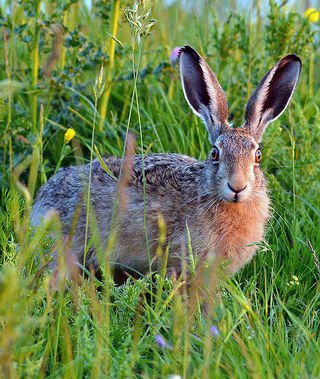 radicalhoneybee's tweet photo. 'Of Hares &amp; Hock-days ~ Turning Spring Upside Down'

Today is Hock Tuesday. Women of Twitter, if you have ever fancied snagging men for a small ransom, or exchanging a kiss for an orange, then your time is now!

https://t.co/TQcaDi886k

#Folklore #tradition https://t.co/FUN3C2v0FE