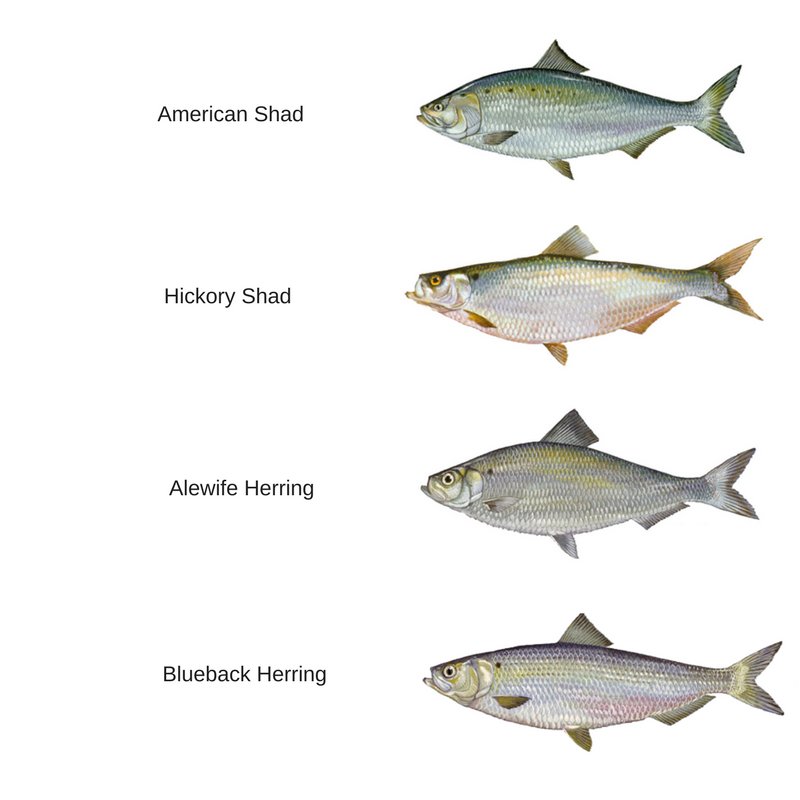 Maryland Fish Facts