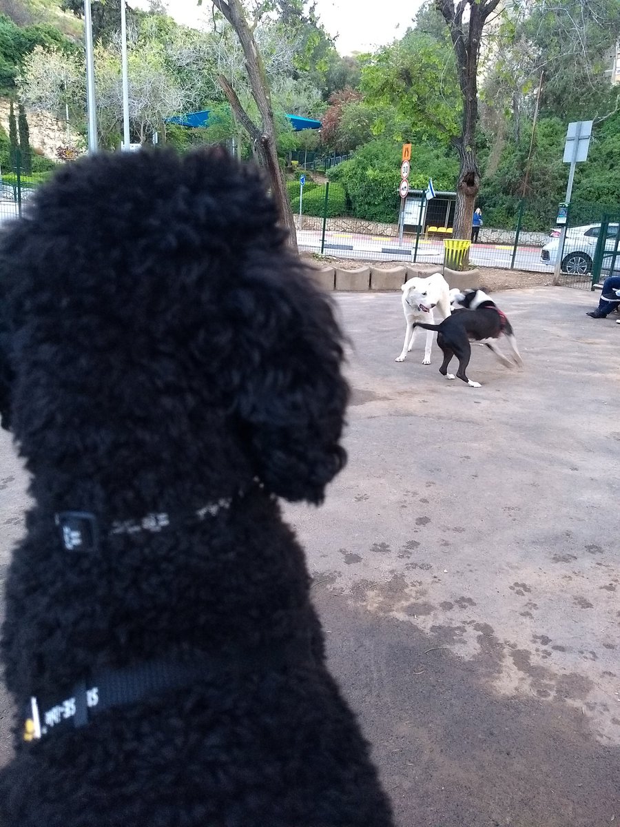 poodle_lyfe's tweet photo. I know my humans love me but I have no idea why they keep taking me to the dog park. I mostly watch other dogs play and sit on my human's lap like a princess #princesspoodle #ninaisapoodle #minipoodle #poodlesrule https://t.co/gBVIAy1yeQ