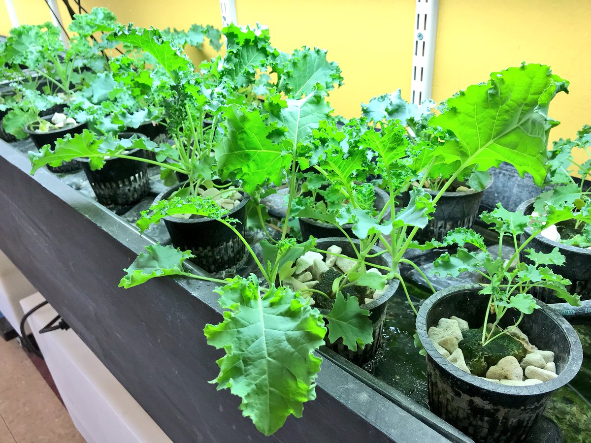 MsWellnessEdu's tweet image. Kale-ing it! #hydroponicgarden #edfund