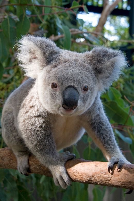 21. The fingerprints of a koala bears are so indistinguishable from humans that they have on occasion been confused at a crime scene.