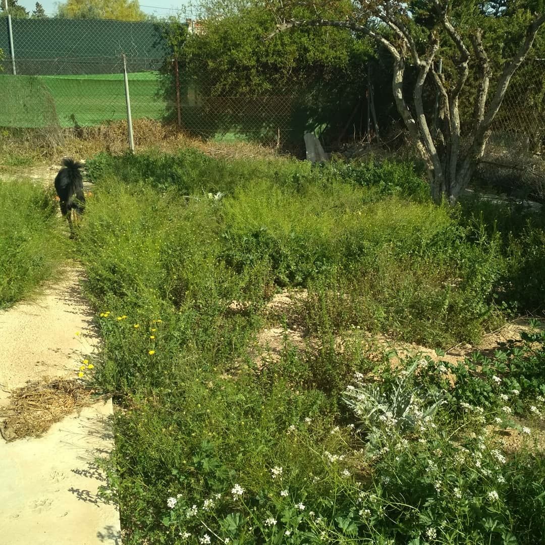 TheWhiteCuckoo's tweet photo. to garden - trabajar en el huerto
I like to garden. Sometimes, I garden so much that the result is almost unrecognisable!
#ENtérateSpain #English #inglés #garden https://t.co/GNcSKfzMp1