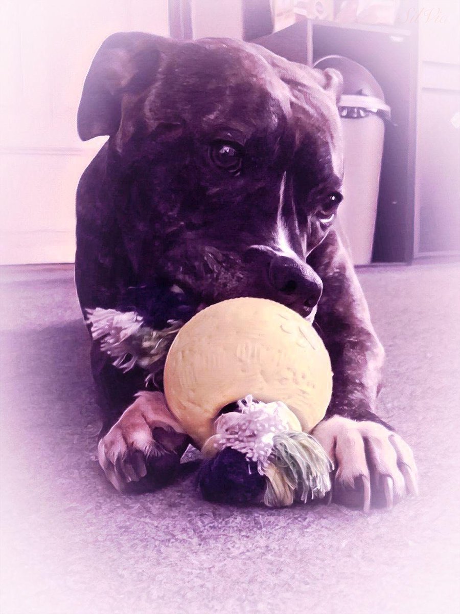 KatherineJanova's tweet photo. #staffylove #Don #lovemybaby 😍🐶 https://t.co/ZYJRmBjA4X