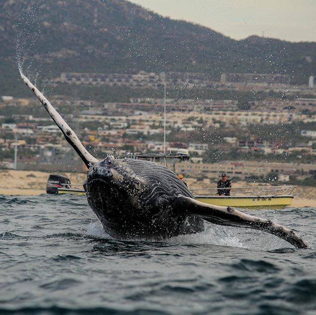 #DidYouKnow Blue whale's heart is huuuuge! As in, the size of a car; its beat can be detected from two miles away🐋💙 #OceanRiders #WhaleWathchingSeason #LosCabos #RidersExperience