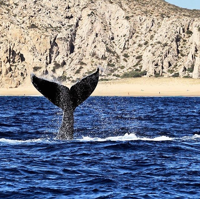 ¡Gracias a todos los que vivieron está aventura con nosotros! Los esperamos en Diciembre para la siguiente temporada de avistamiento de ballenas 🐋💙  #OceanRiders #WhaleWatchingSeason #LosCabos #RidersExperience