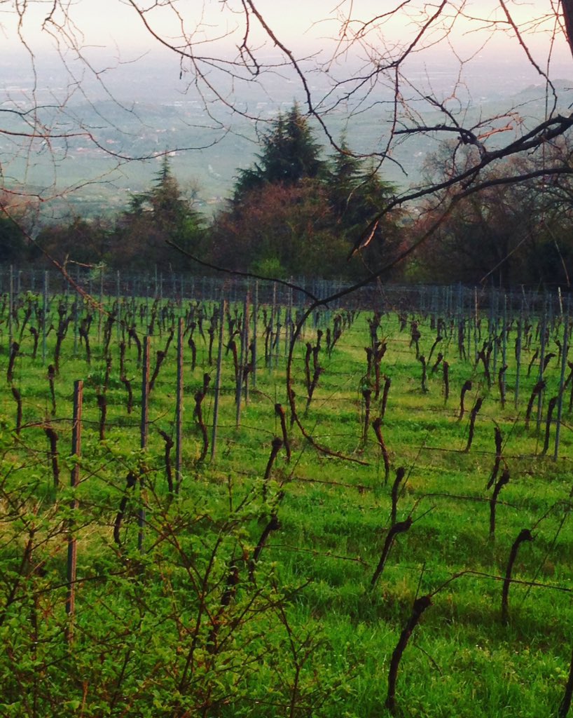 #susinaro #filippi <a href="/filippisoave/">filippi soave</a> #volcanicwine #castelcerino #soave