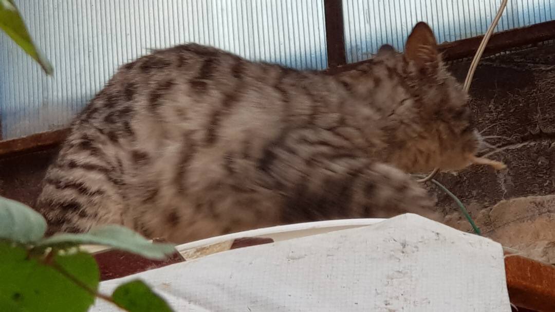 SyrianSanctuary's tweet photo. Cucù , is this the house of cats Ernesto ? I I heard that you feeding cats , can you bring me a plate here on the roof, please? I’m hungry ..
#NewGuess #RoofCat #SyrianCats #Welcome #AleppoToday #HouseOfCats #ErnestoSanctuary @theAleppoCatman https://t.co/uDonYlgMw7