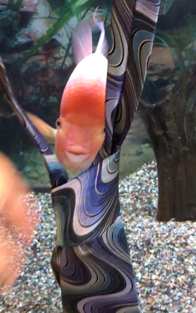 LincolnCAC's tweet photo. Even our fish, Queso, is getting in on the #TieOne action. #KidsComeFirst #PledgeToProtect https://t.co/J10cgyPEUf