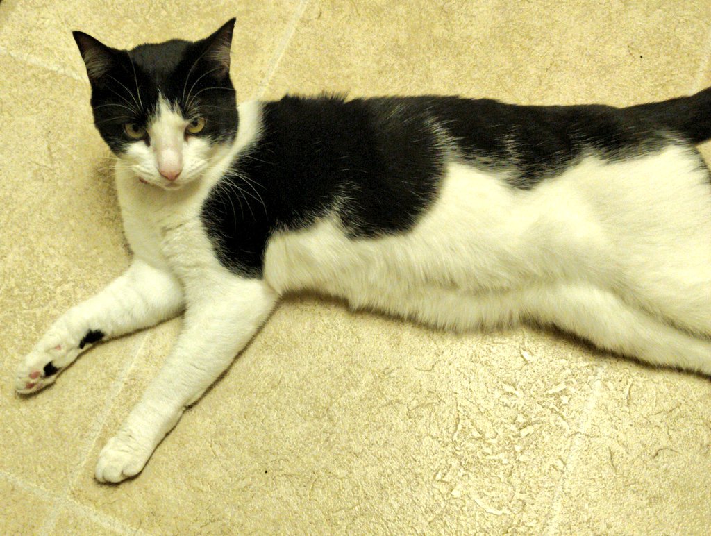 Kociet's tweet image. The #PositiveTweets are coming back soon. In the meantime, have a picture of my cat: