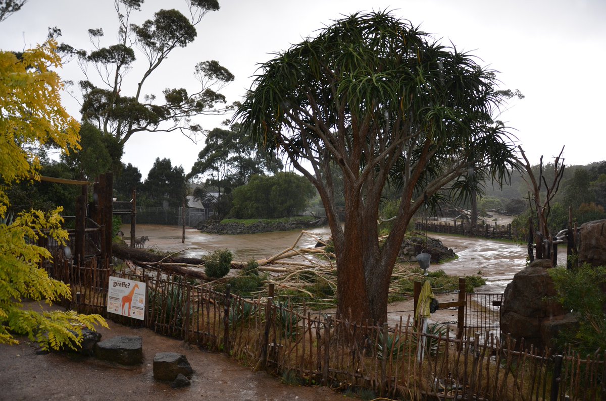 Auckland Zoo tweet media