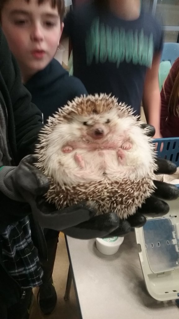 ScotsmenPride's tweet photo. BLAZING TRAILS 
Welcome back Tanglewood Nature Center and Cornell Cooperative Extension! We are so ready for your “Creature Careers” and “Clowning Around” clubs! #dundeescots #scotsmenpride #students #dcstrails https://t.co/CUbnDjHOee