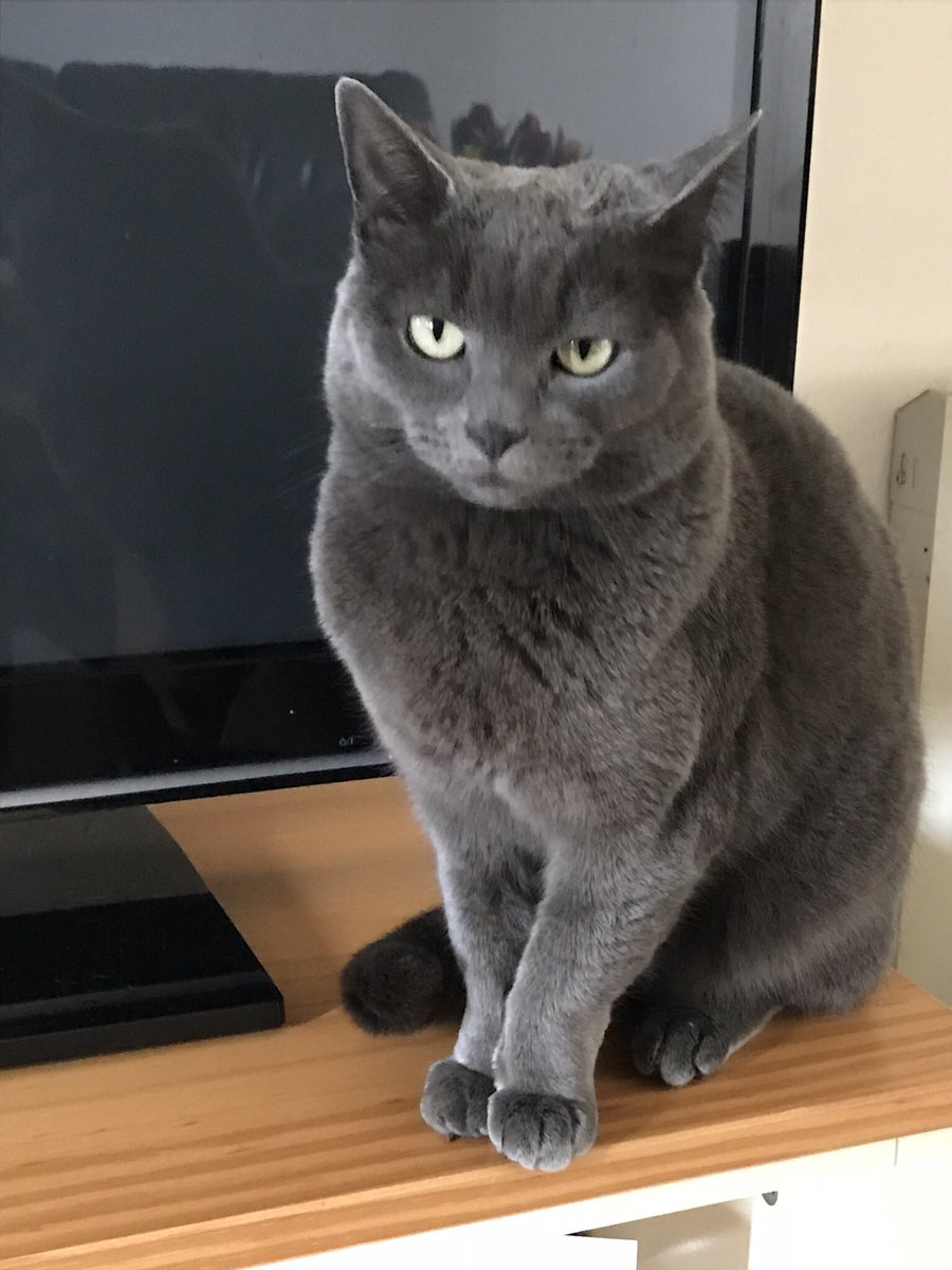 russianbluebell's tweet photo. When I heard a baby crying on the tv today, I woke up from my sleep and ran over to the tv to try to comfort it! 🍼 👶🏼
#marcella #greycat #caringcat https://t.co/MKIe70bDlT