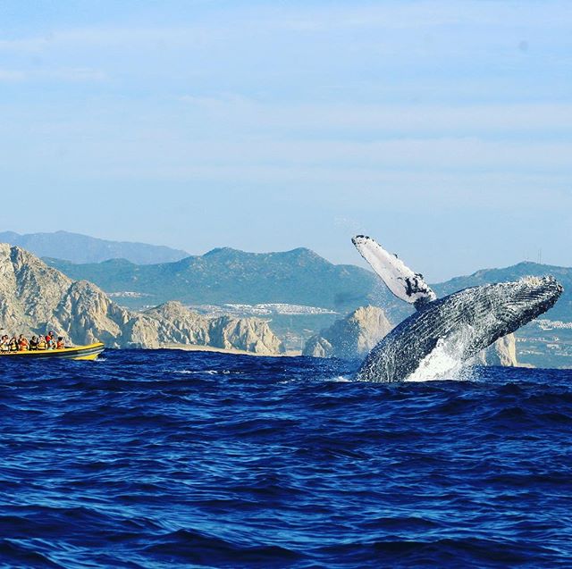 This is a once in a lifetime experience! 🐋😎 #OceanRiders #WhaleWatchingSeason #LosCabos #RidersExperience