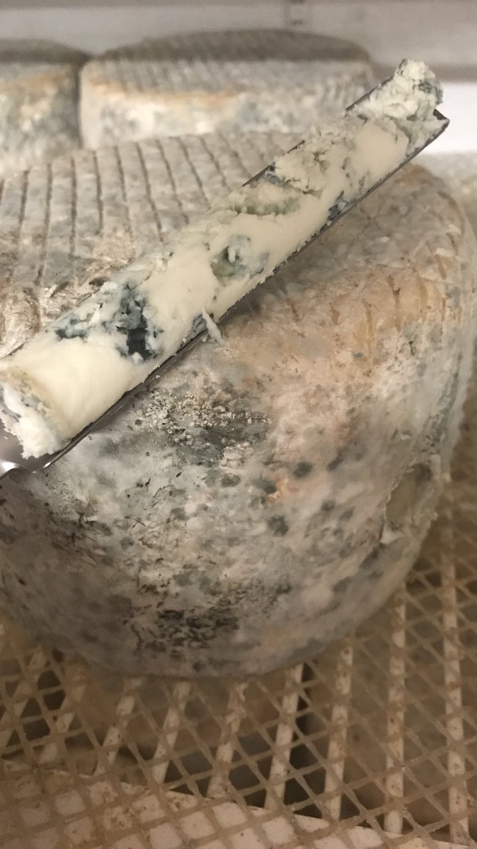 MarioOlianas's tweet photo. #adelblue #yorkshirepecorino Made vegetarian rennet
ready for the next step One more months to go before dispatch https://t.co/thBXWOy8xG