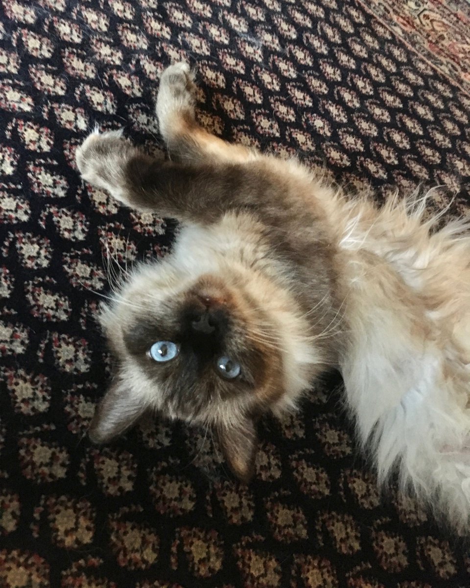Paws_Fur_Effect's tweet photo. Sophie's in the Upside Down 😂
#StrangerThings3 #strangerthings #ragdoll #ragdollcats #ragdollsophie #sophiabonita https://t.co/qWvlwZ73J9