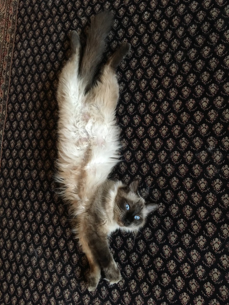 Paws_Fur_Effect's tweet photo. Sophie's in the Upside Down 😂
#StrangerThings3 #strangerthings #ragdoll #ragdollcats #ragdollsophie #sophiabonita https://t.co/qWvlwZ73J9