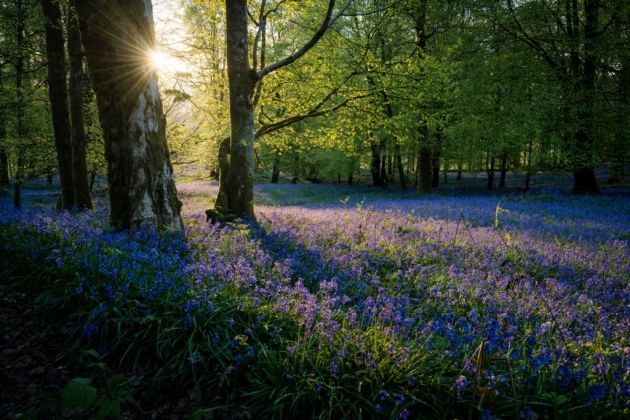 Best #walking routes in #Dorset for #beautiful views and plenty of #bluebells buff.ly/2GLT4VC #travel #Christchurch