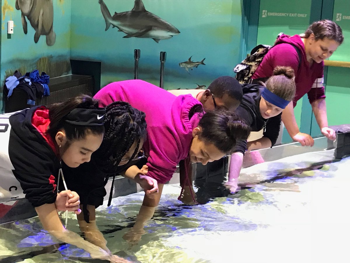 ScncTeacher2015's tweet photo. Petting stingrays on 6th grade field trip in Dubuque @GlenviewEMSD https://t.co/mtCxAiGaZy