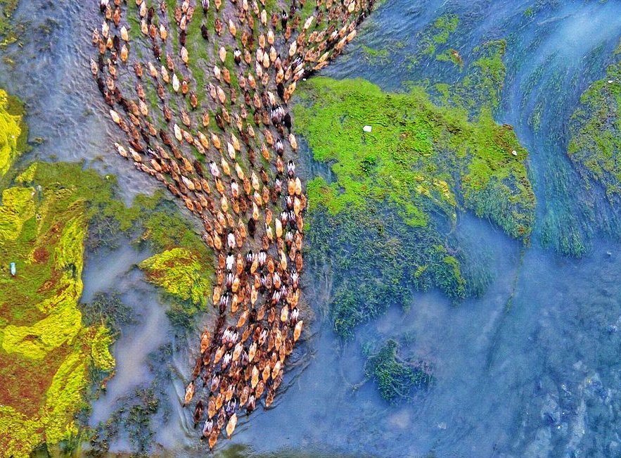 NationalGeoAr's tweet photo. تم التقاط هذه الصورة في أحد الأنهار في بنجلاديش لسرب من البط وهم يسبحون خلف قائدهم بانضباط. https://t.co/pDu1eZ345z