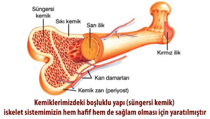 Kemiklerimizin içi boş olsaydı çok hafif ama çok kırılgan olurdu. Tam dolu olsalardı sağlam ama çok ağır olurlardı. Tek bir adım atmak birle bizim için çok zor olurdu. İskeletimiz hem hafifi hem de çok sağlam. yaratilis.com/index.php/insa…