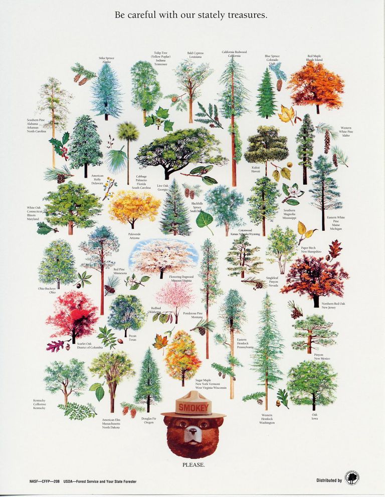 smokey_bear's tweet photo. Be careful with our stately treasures. Do you know your state tree? Happy #ArborDay https://t.co/kJg8yPNfD4 https://t.co/XCpigfZwug
