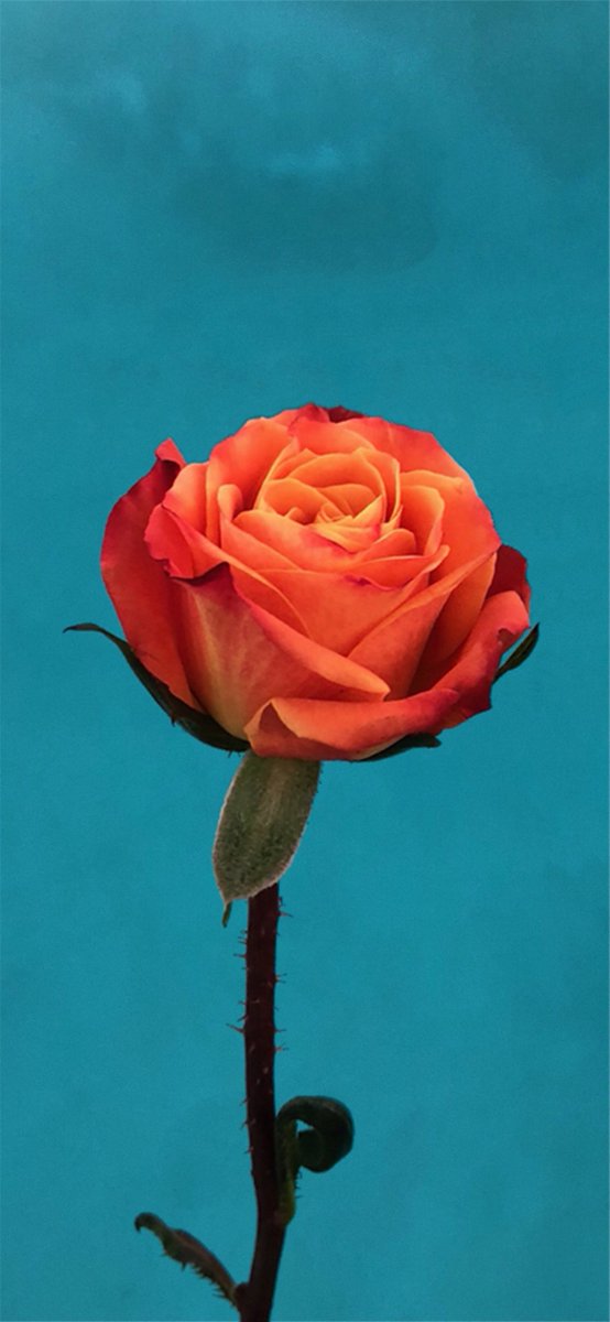 Ar7 在twitter 上 Wallpapers Ios Homescreen Iphone8 Iphone8plus Product Red Stock Wallpaper For Iphonex And All Iphone Iphone X T Co Vqqz0diqpj All Iphone T Co 5hnytjydje By Ar714 T Co Qxvg5fa7ij Twitter