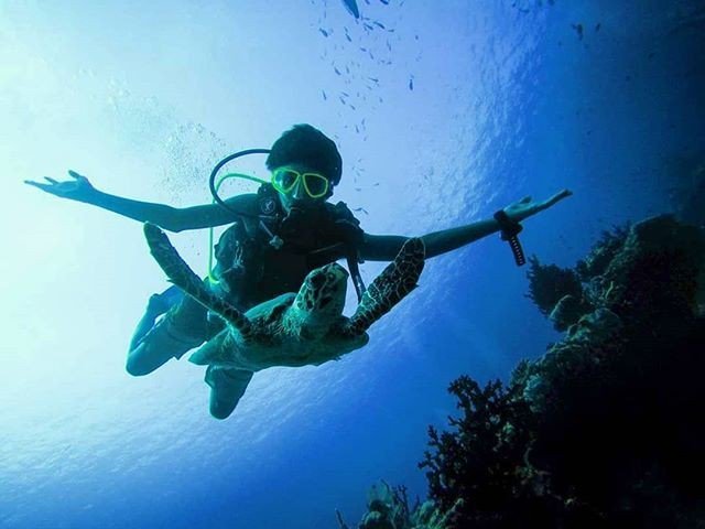 SDIdivers's tweet photo. Weeeeeeee it's like flying but underwater! #SDIdivers #turtletuesday 📷 @sideytheshark
#TurtleTuesday #turtletime #turtle #turtlepower #SDIdivers #scubalife #scubadiving #scubalifestyle #scubadiver #scuba #scubadive #scubalife #scubasquad #scubadivin… https://t.co/SONVRP4daU https://t.co/oEa3aFTReC