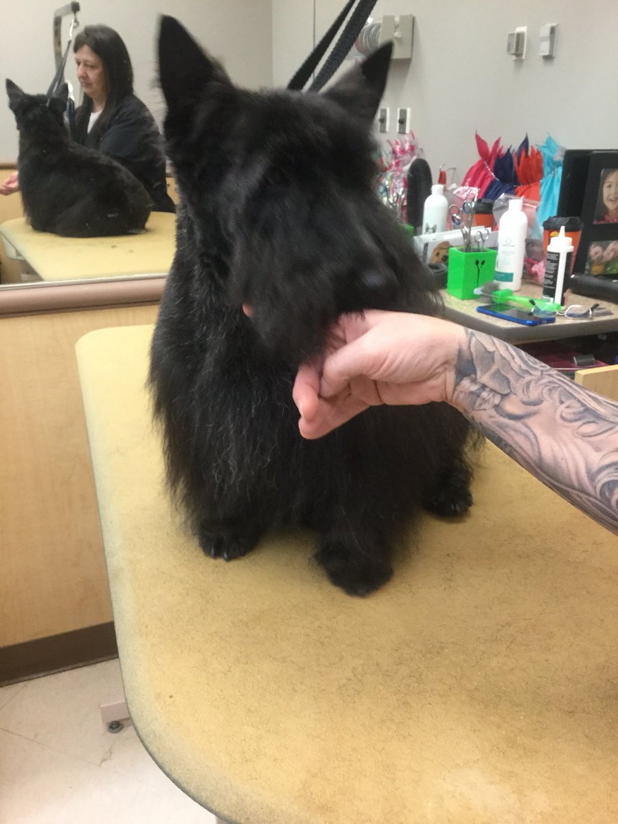 #BreedSpecificTrim  Seamus came to see Heidi today #1580 #cny#northeastgrooming