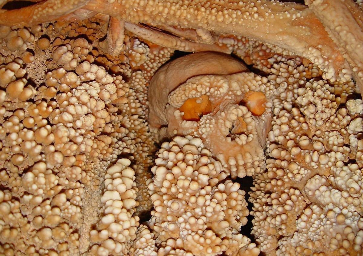 Rainmaker1973's tweet photo. Remarkably well preserved but embedded in stalactites and covered in a thick layer of calcite, this skull has given the oldest known samples of Neanderthal DNA, dating back between 128,000 and 187,000 years ago https://t.co/HmSjDHVHOl #AltamuraMan https://t.co/MHTucjeuQR