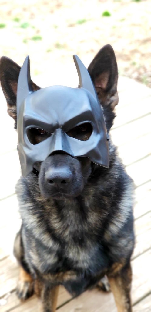 So I’m going to throw another cuteness overload picture at you. 

Also from <a href="/GreeneCountySO/">GCSO</a> this is #K9Stark

He’s ready to fight crime. #Batman

@LivePdBlueLine @Craigmyle_Lor <a href="/DonnaJamesRye68/">#AuntieMommaBear</a> <a href="/Sgt_LarkinsGang/">#𝐋𝐚𝐫𝐤𝐢𝐧𝐬𝐆𝐚𝐧𝐠</a>