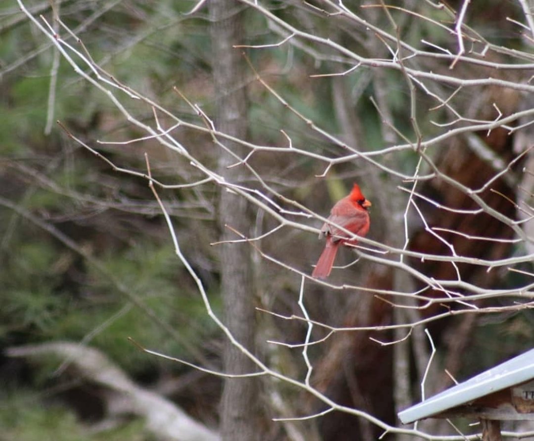 EdwardsKathiria's tweet photo. 🐦😍

•Fotos By Me☺

#Canon💯✔ https://t.co/fXF8cmbDJk