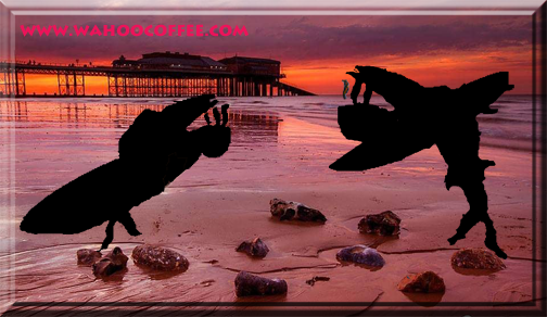 Wahoo Coffee tweet media