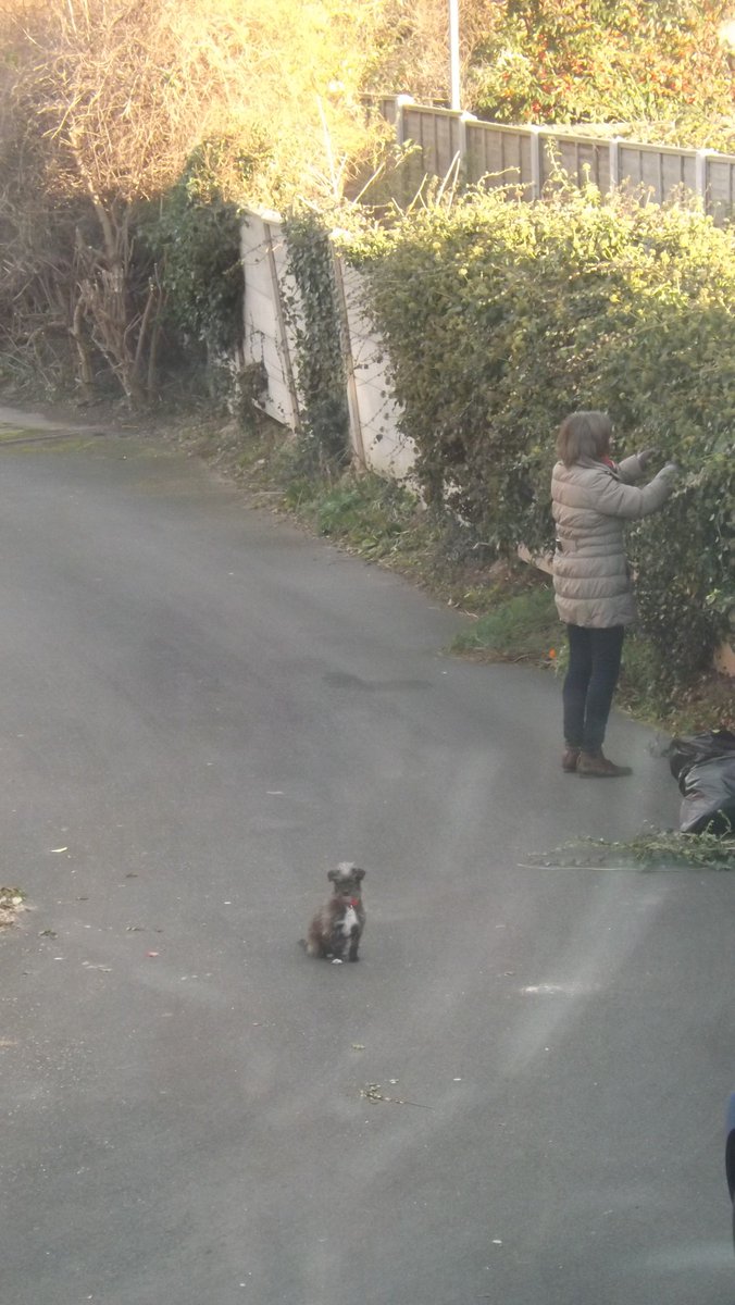 ProgWinds's tweet image. NONE SHALL PASS! #Progdog