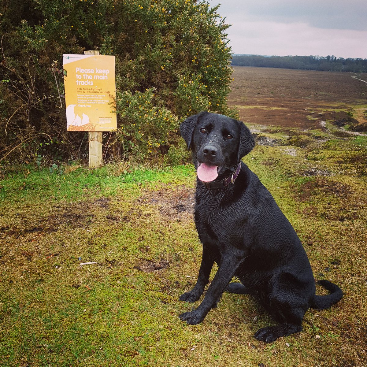 doogydon's tweet photo. Nice little walk around the forest to day doing my bit to staying on the paths https://t.co/JRBgljzs9X