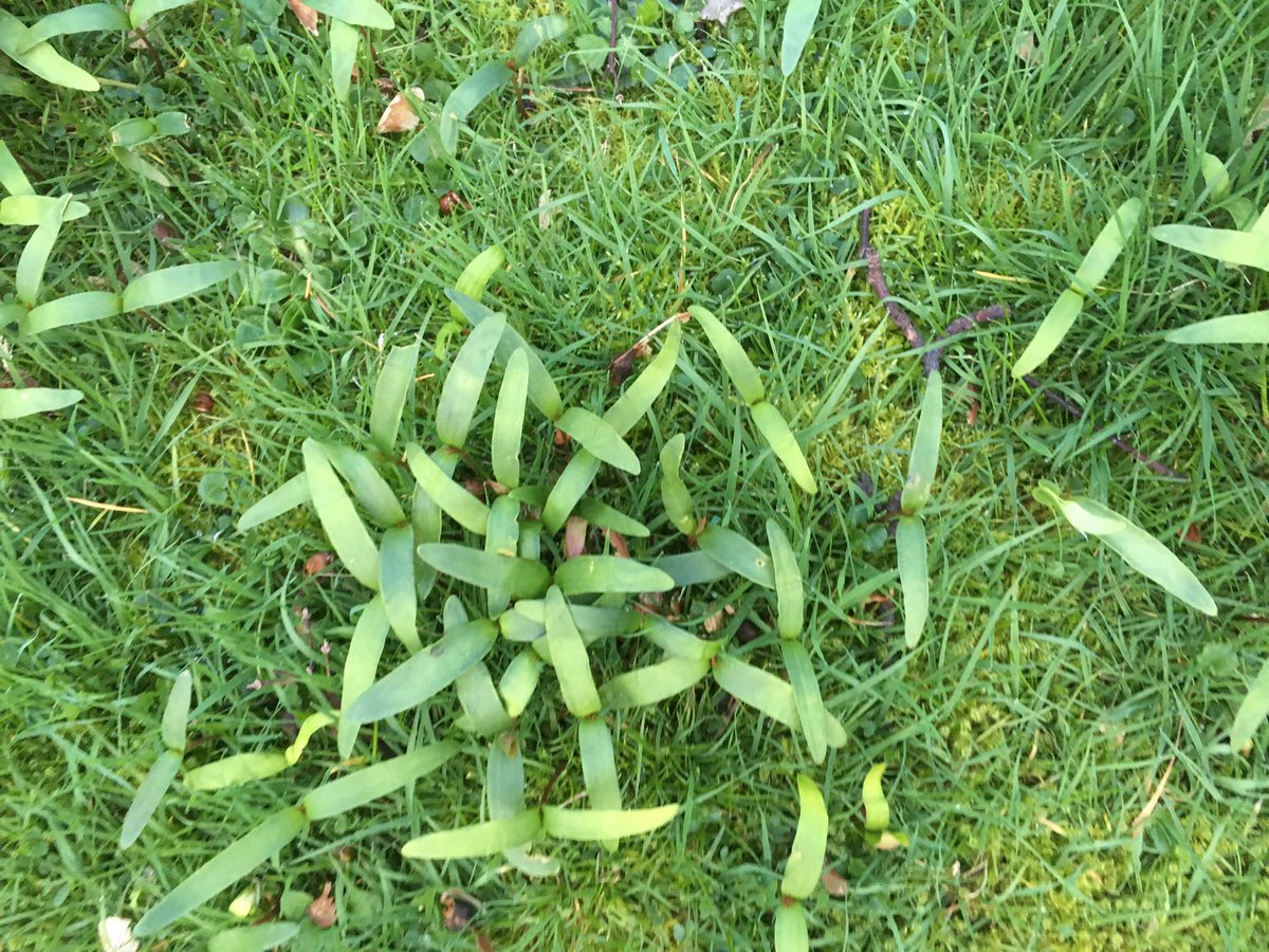 angelabradyRIBA's tweet photo. There must be a thousand tree shoots in the garden: Each one could grow into a mature 🌲 tree - imagine a whole school 🌱 planting a tree in a pot, plot, park or garden #AdoptATree A Forest full of clean air filters #greenideas #EcoCheckPack #PlantYourTree https://t.co/4tIN9HrMim