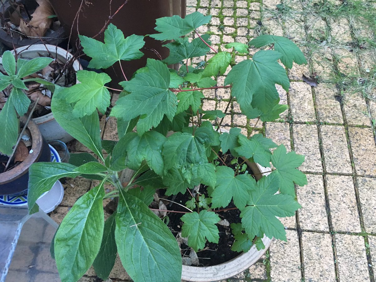 angelabradyRIBA's tweet photo. There must be a thousand tree shoots in the garden: Each one could grow into a mature 🌲 tree - imagine a whole school 🌱 planting a tree in a pot, plot, park or garden #AdoptATree A Forest full of clean air filters #greenideas #EcoCheckPack #PlantYourTree https://t.co/4tIN9HrMim