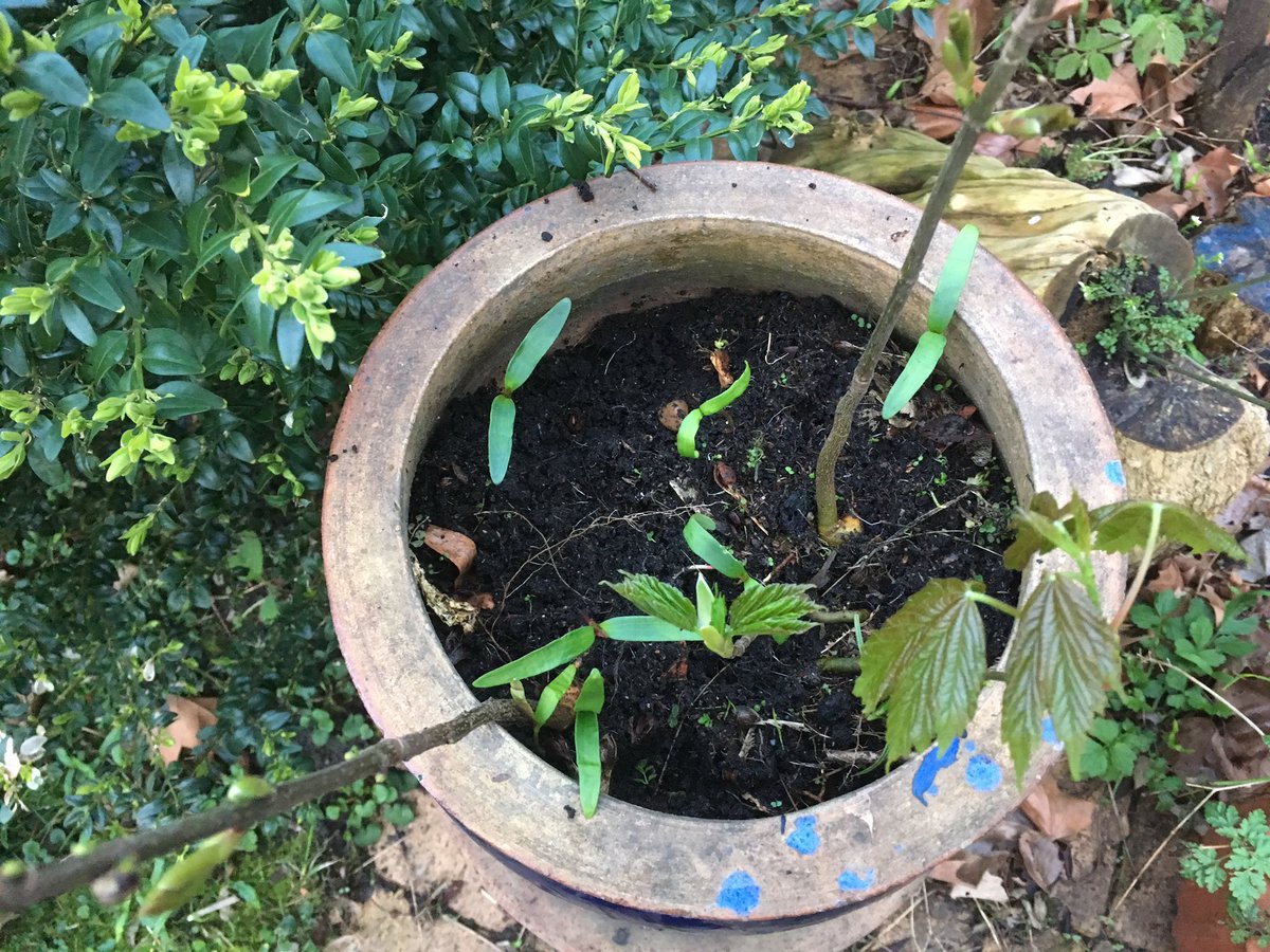 angelabradyRIBA's tweet photo. There must be a thousand tree shoots in the garden: Each one could grow into a mature 🌲 tree - imagine a whole school 🌱 planting a tree in a pot, plot, park or garden #AdoptATree A Forest full of clean air filters #greenideas #EcoCheckPack #PlantYourTree https://t.co/4tIN9HrMim