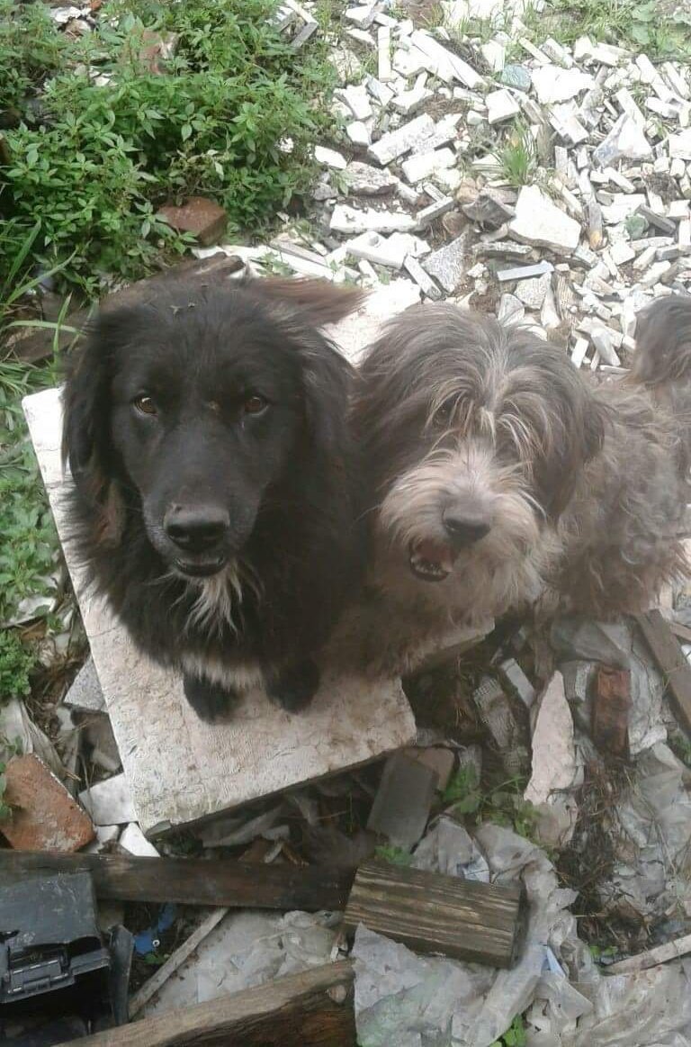 mebolcomba's tweet photo. Hace 1 año están en un lote y los vecinos les dan de comer.
POR FAVOR. Una familia...
No pueden pasar otro invierno solos.
Ni nombre tienen😢

Están en Quilmes pero se trasladan.
Con compromiso de peluquero a domicilio trimestral gratuito y de castración🙏

Stella
📲1551243410 https://t.co/ProtE2it1Y