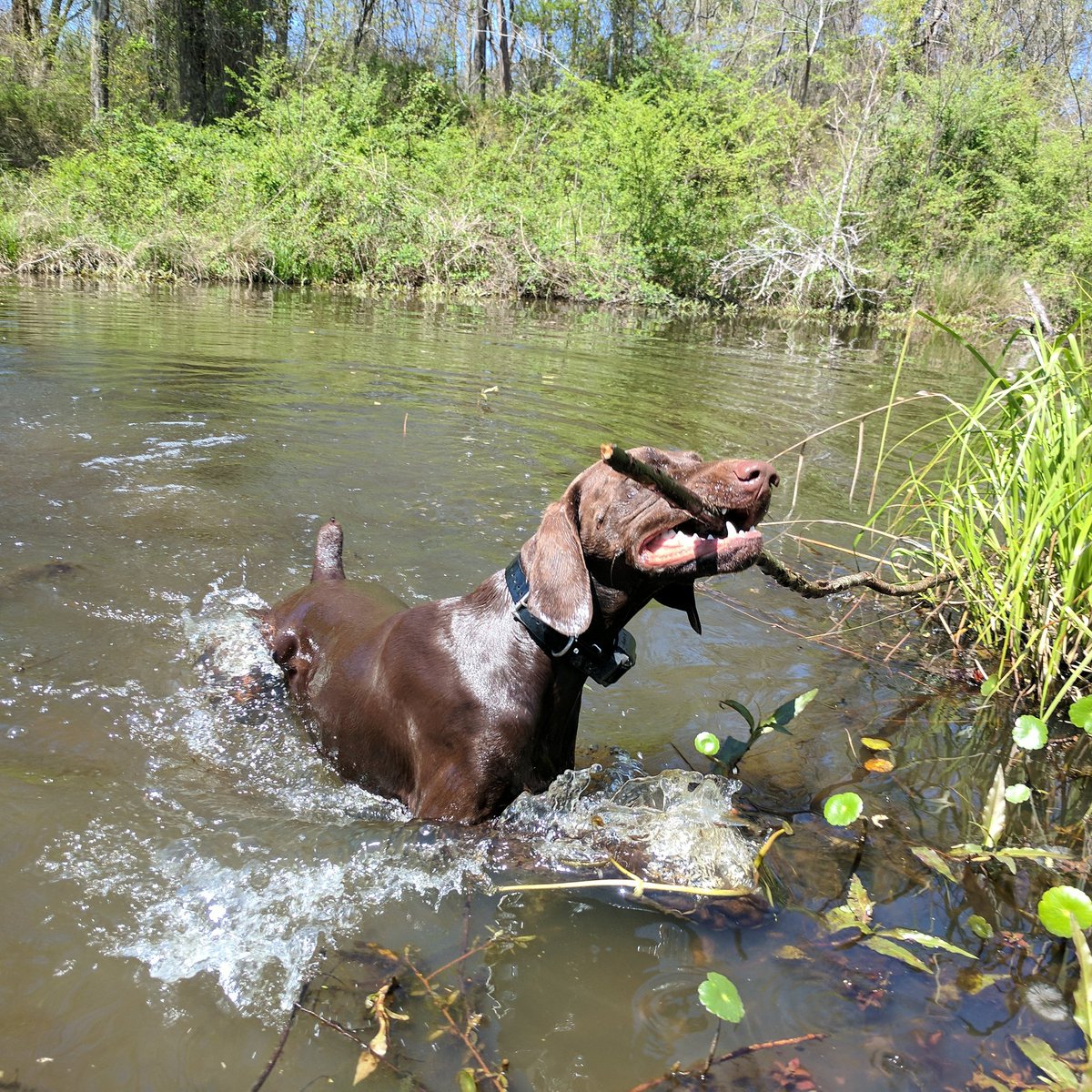 RunnerRocket's tweet image. "Don't let being a bad swimmer stop you from getting your stick."
 -Jackson the GSP
#gsp #rocketcitydogrunner