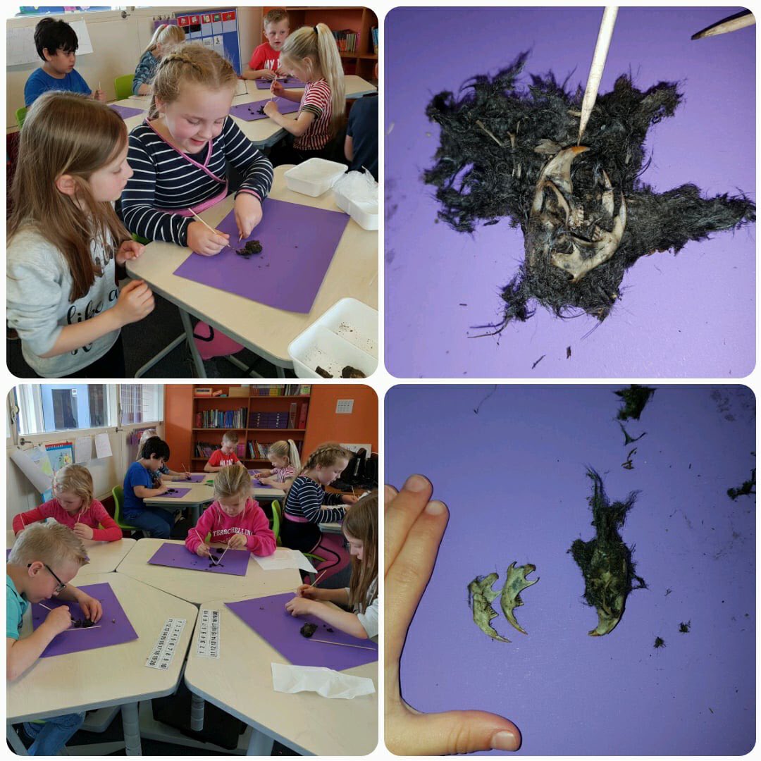 In de stal, bij Ydwine thuis, verblijft al een tijdje een #kerkuil. Vandaag ging groep 3 op onderzoek uit en de gevonden #braakballen uitpluizen. Dat vonden ze erg leuk!