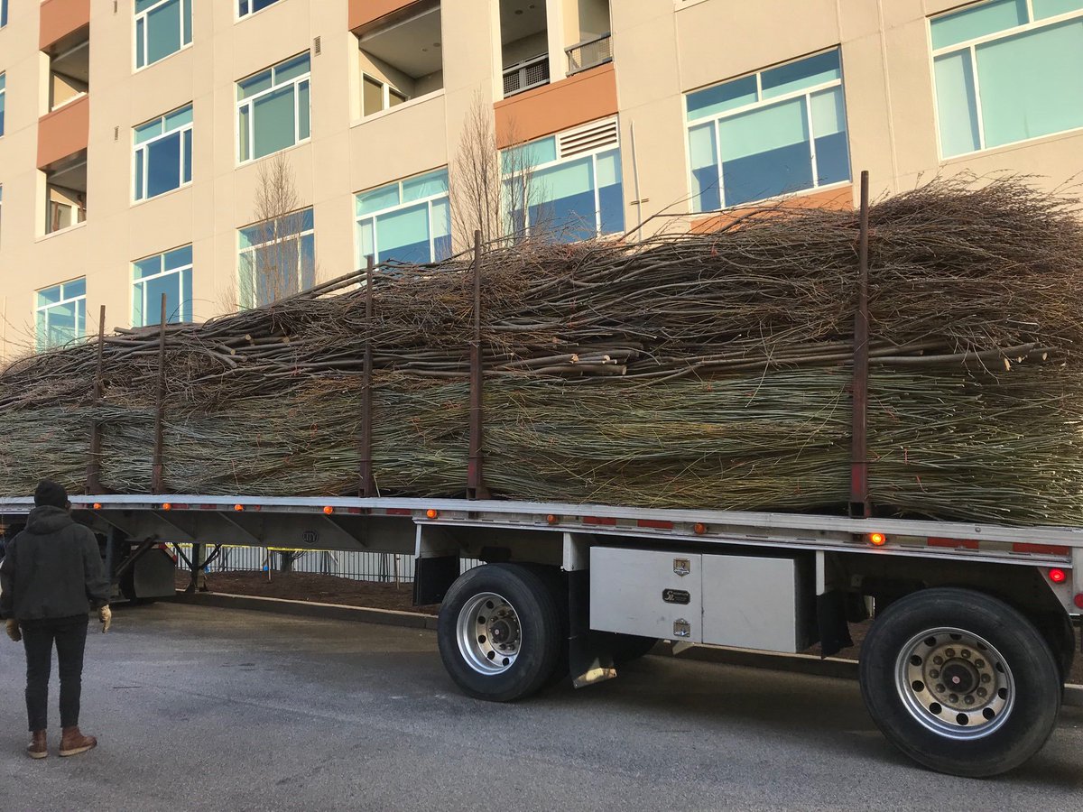 ArtWorksCincy's tweet image. Join us at the @taftmuseum on Saturday to hear from Artist Patrick Dougherty. His installation is beginning this week. Pictured is the delivery of the sticks he will transform into a work of art. artworkscincinnati.org/event/twisted/ #ArtWorksHere #entwinedatthetaft #stickwork